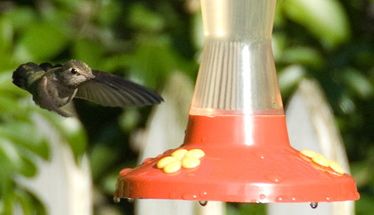 erichummingbird.jpg