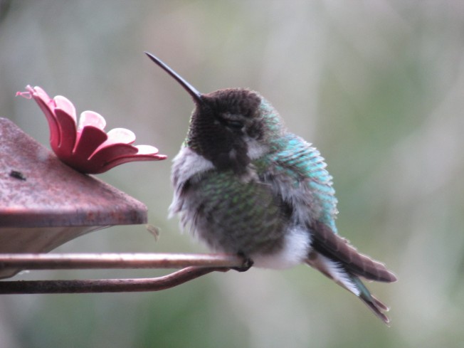 hummingbirdjoseph