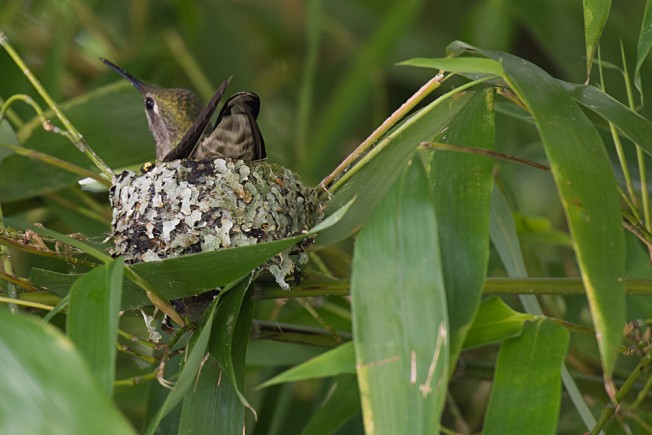 nestinghummingbird