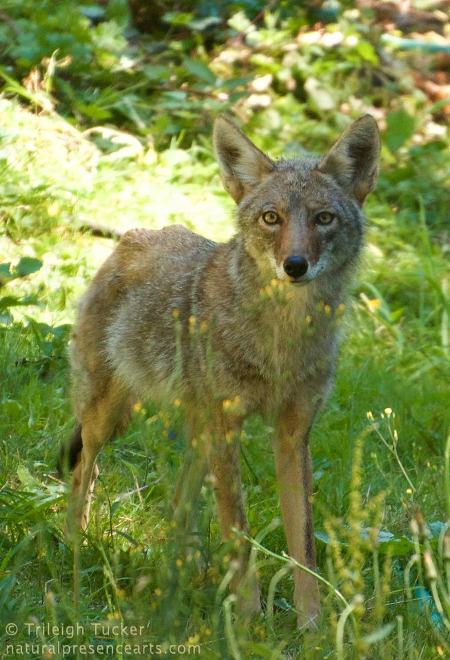 2016-7-6-7039-Coyote in yard