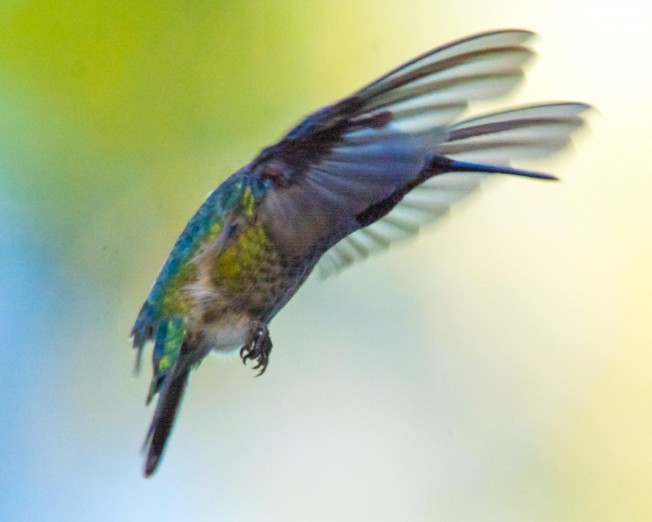hummingbirddanny
