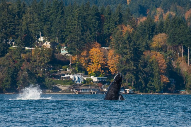 2016-10-22-humpbacks-colvos-and-southworth-ferry-dsc0089