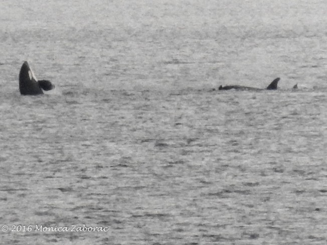 orcas-in-puget-sound-2016-1
