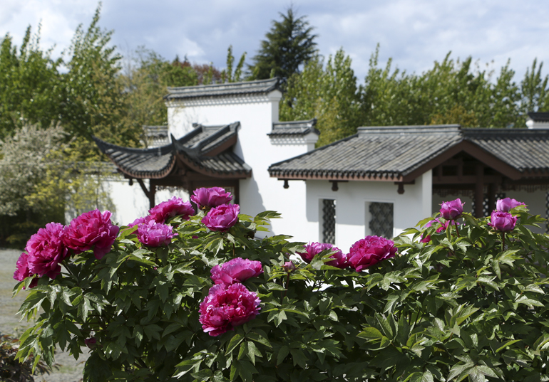 This Weekend Peony And Bamboo Festival At Seattle Chinese Garden
